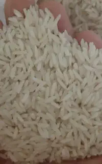 برنج هاشمی درجه یک(سورتینگ شده)