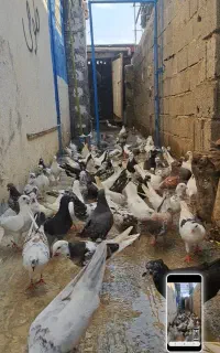 کبوتر پرشی