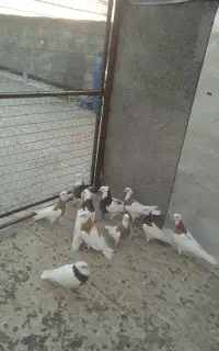 کبوتر طوقی جوجه