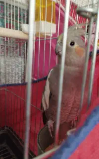 عروس هلندی