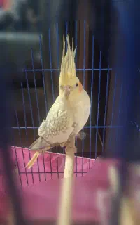 عروس هلندی