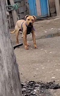 سگ پیت بول اصیل آمریکن