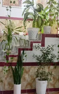 کرایه طبقه بالا ، دو خواب