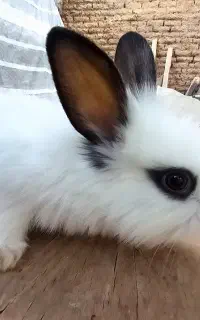 بچه خرگوش خوشگل و خاص برای آدمهای لاکچری و خاص