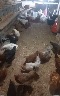 فروش مرغ محلی