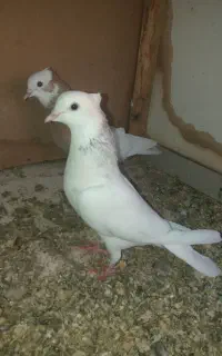 هفت رنگ طوقی