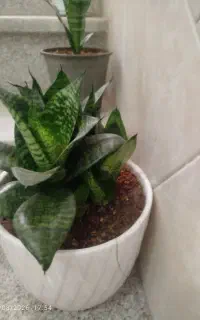 چند نوع گل