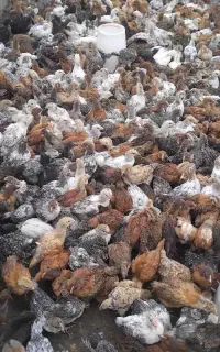 ۲هزارتا جوجه گلپایگانی
