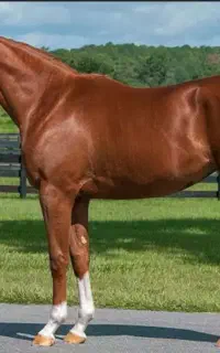 گمشده