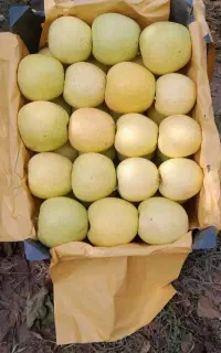 سیب درجە۲