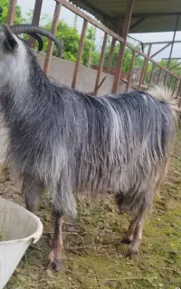 بز دوقلوزا  آبستن معاوضه
