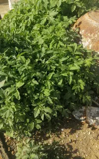 فروش فوری نهال گوجه