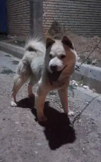 سگ پا کوتا ه