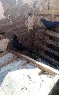جفت زاغ