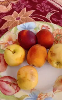 پودر گوجه دامی