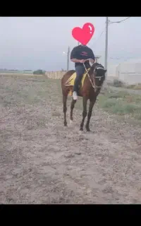 نریان ۶ ساله کورسی