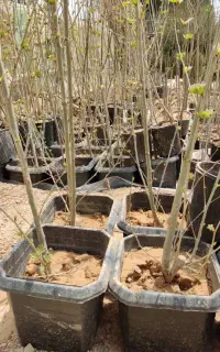 حراج نهال گردو و بادام خوشه ای