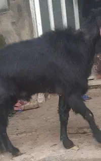 بز پاکستانی نر با وزن 75