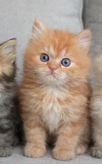 بریتیش لانگ هیر خرسی