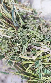 گیاه دونی چاهستان 38