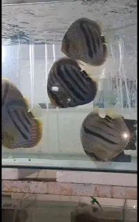 دیسکس