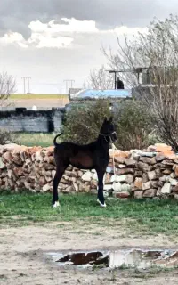 کره نریان 8 ماهه
