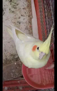 عروس هلندی لوتیتو گم شده