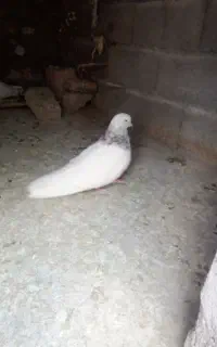 کبوتر کله ابر