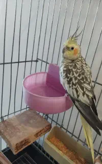 عروس هلندی ماده
