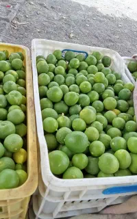 لیمو ترش درجه یک رودان فقط عمده