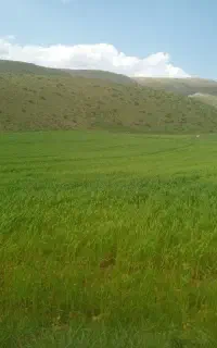 علف چینی با دروگر