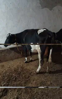یک عدد گاوشیری باگوساله ماده