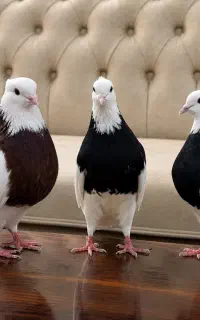 کفتر