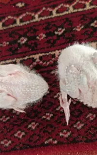 جوجه گرینچیک سرحال و بازیگوش