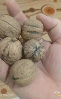 گردو