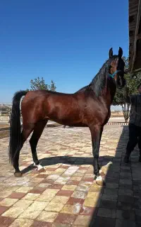 اسب و کره اسب خارجی دوسر
