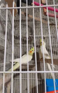 عروس هلندی