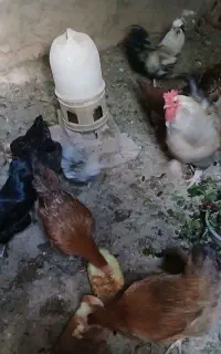 مرغ سیاه و قرمز دانه ای600 تومان کاکلی دانه800