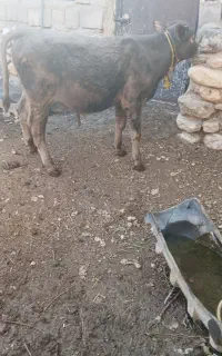 گوساله شاروله نر