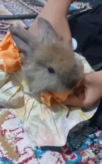 خرگوش لپی  خونه ای
