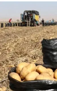 اکیب سیب زمینی تایچی هستیم