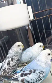 مرغ عشق دستی