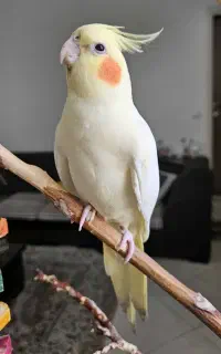 عروس هلندی گمشده