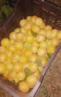 زردآلوی قیصی(نوری)
