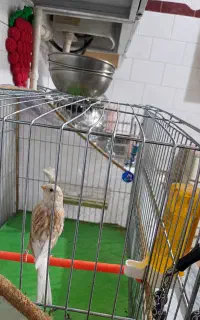 قناری رنگ زیبا