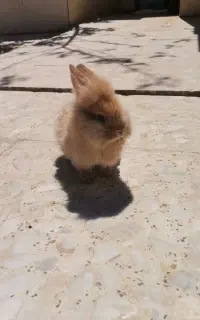 بچه خرگوش لوپ