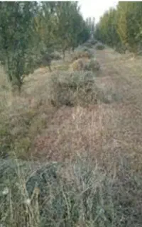یونجه خالص
