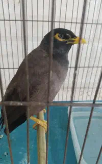 مرغ مینا