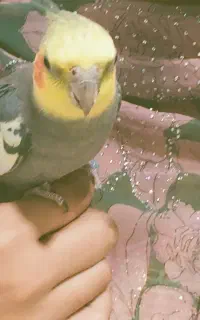 گمشده