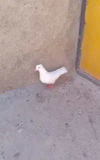کبوتر